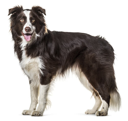 Border collie clearance dog years